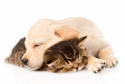 

Oshi - Cute friendship (sleeping dog and cat) Paper Print(12 inch X 18 inch, Streched)