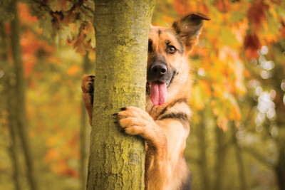 

Dog With Tree Paper Poster 12"x18" Paper Print(13 inch X 19 inch, Rolled)