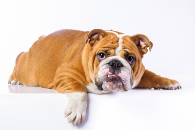 

Oshi - Cute Bulldog (2) Paper Print(12 inch X 18 inch, Streched)