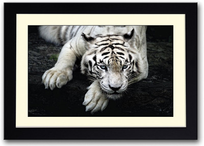 

White Tiger Crouching Fine Art Print(14 inch X 20 inch, Framed)