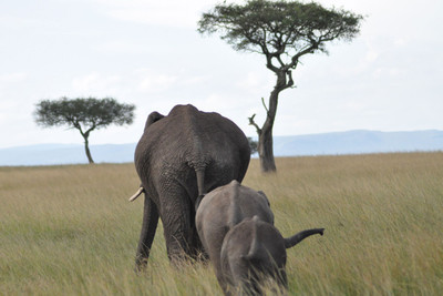 

walking elephant family poster Fine Art Print(12 inch X 18 inch, Rolled)