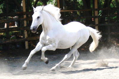 

WHITE HORSES F 12X18 INCHE Fine Art Print(12 inch X 18 inch)