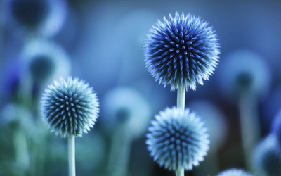 

Posterhouzz Flower Fine Art Print Poster Fine Art Print(12 inch X 18 inch, Rolled)
