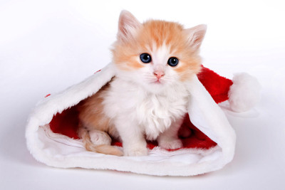 

Just Cute - Christmas Cat Paper Print(12 inch X 18 inch, Streched)
