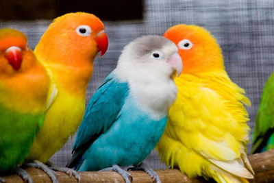

Oshi - Cute Love Birds Paper Print(12 inch X 18 inch, Rolled)
