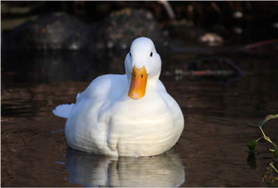 

White Duck Paper Print(13 inch X 19 inch, Rolled)