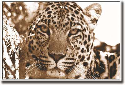 

Tiger face amazing Fine Art Print(12 inch X 18 inch, Rolled)