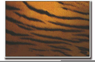 

Posterhouzz Tiger skin design Fine Art Print(12 inch X 18 inch, Rolled)