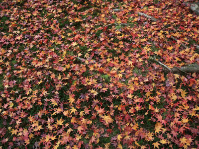 

Posterhouzz Autumn Fine Art Print Poster Fine Art Print(12 inch X 18 inch, Rolled)
