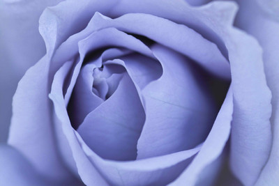 

Posterhouzz Flower Fine Art Print Poster Fine Art Print(12 inch X 18 inch, Rolled)