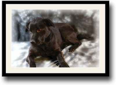 Black dog Fine Art Print(10 inch X 14 inch, Framed)