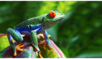 

Green Wild Frog - Medium Size Ready To Frame Rolled Digital Art Print On Photographic Paper(24 inch X 12 inch, Rolled)