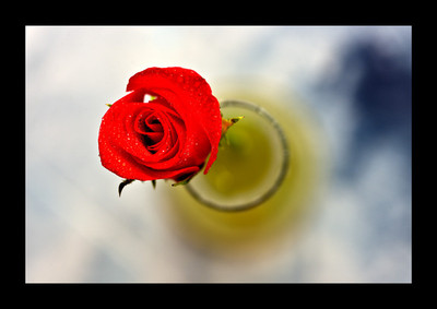 50% OFF on Rose close-up Paper Print(16 inch X 22 inch) 50% OFF on Rose close-up Paper Print(16 inch X 22 inch)
