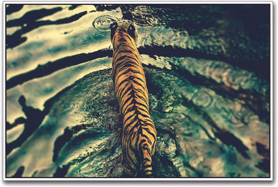 

Tiger Walking in River Paper Print(12 inch X 18 inch)