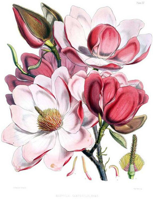 

Magnolia Campbellii Flowers - Medium Size Ready To Frame Rolled Digital Art Print On Photographic Paper(24 inch X 18 inch, Rolled)