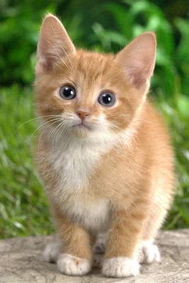 

Oshi - Cute Kitten (4) Paper Print(18 inch X 12 inch, Streched)