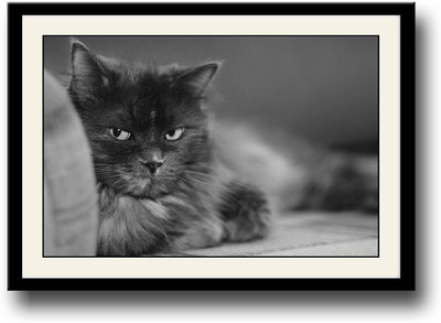 

Cute Cat AFP0489 Fine Art Print(10 inch X 14 inch, Framed)