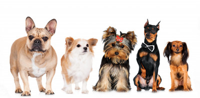 

Oshi - Cute Dogs Paper Print(12 inch X 18 inch, Streched)
