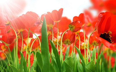 

Posterhouzz Flower Fine Art Print Poster Fine Art Print(12 inch X 18 inch, Rolled)