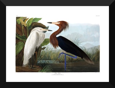 

Tallenge - Reddish Egret - Premium Quality A3 Size Framed Poster Paper Print(17 inch X 12 inch, Framed)