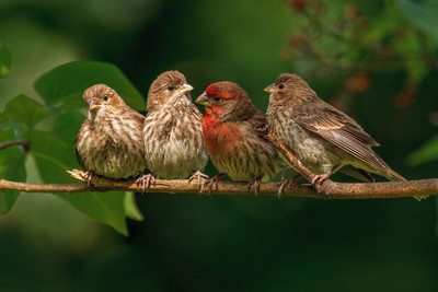 

Oshi - Beautiful Birds (2) Paper Print(12 inch X 18 inch, Stretched)