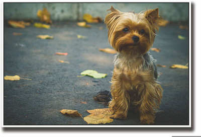 

Posterhouzz Cute dog on street Fine Art Print(12 inch X 18 inch, Rolled)