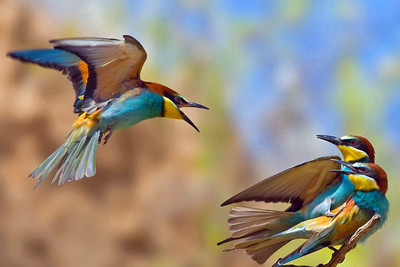 

Oshi - Beautiful Birds (6) Paper Print(12 inch X 18 inch, Stretched)