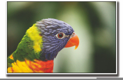 

Posterhouzz Colourful Beautiful Bird Fine Art Print(12 inch X 18 inch, Rolled)