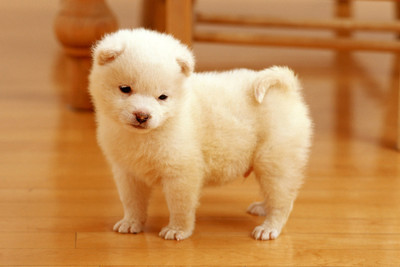 

Just Cute - White Puppy Paper Print(12 inch X 18 inch, Streched)