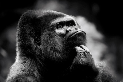 

Oshi - Thoughtful Gorilla Paper Print(12 inch X 18 inch, Streched)