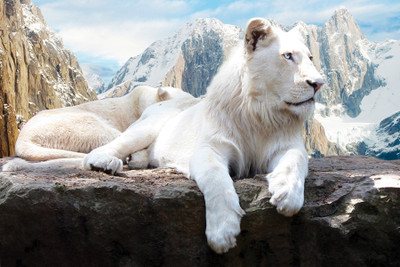 

White Tiger Paper Print(12 inch X 18 inch, Rolled)