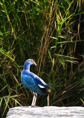 50% OFF on Beauty in Paper Print(34 inch X 24 inch) 50% OFF on Beauty in Paper Print(34 inch X 24 inch)