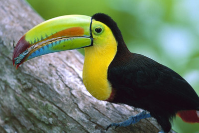 

Child's Love - Hornbill Bird Paper Print(12 inch X 18 inch, Stretched)
