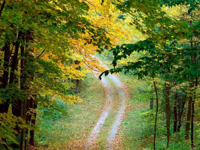 

Posterhouzz Autumn Fine Art Print Poster Fine Art Print(12 inch X 18 inch, Rolled)