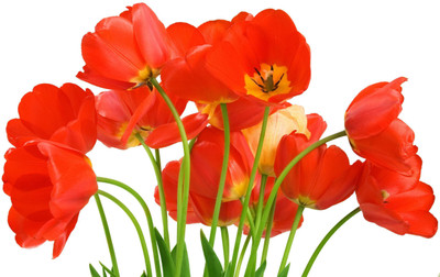 

Posterhouzz Flower Fine Art Print Poster Fine Art Print(12 inch X 18 inch, Rolled)