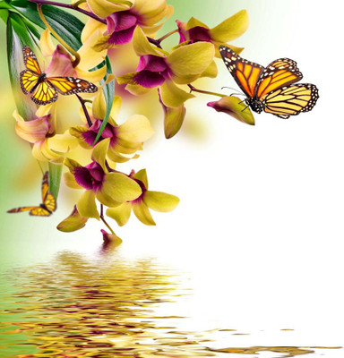 

Art For Kids Room Décor - Beautiful Butterflies Sitting On Orchid Flowers - Medium Size Rolled Digital Art Print On Photographic Paper(18 inch X 18 inch, Rolled)