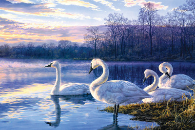 

SWAN LAKE 12X18 INCHES Fine Art Print(12 inch X 18 inch)
