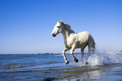 

Oshi - White Horse on a Beach Paper Print(12 inch X 18 inch, Streched)