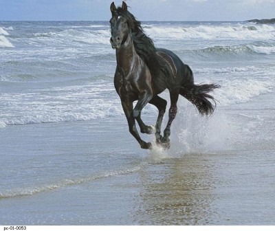 

Posterhouzz Poster - Horse on Water 09 Fine Art Print(18 inch X 12 inch, Rolled)