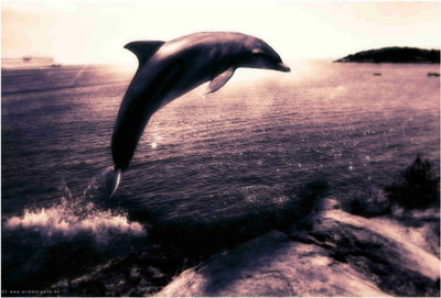 

Animals Paper Print(19 inch X 13 inch, Rolled)