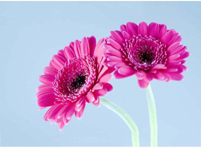 

Twin Pink Flowers - Medium Size Ready To Frame Rolled Digital Art Print On Photographic Paper(24 inch X 18 inch, Rolled)
