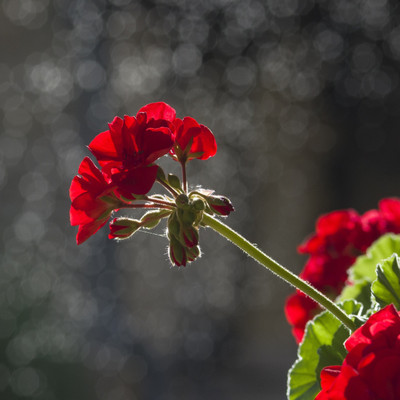 

Red flower - Medium Size Ready To Frame Rolled Digital Art Print On Photographic Paper(18 inch X 18 inch, Rolled)