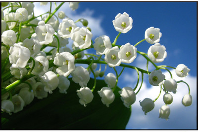 

Posterhouzz Flower Poster Poster Fine Art Print(12 inch X 18 inch, Rolled)