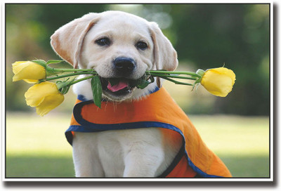 

Dog with yellow roses Fine Art Print(12 inch X 18 inch, Rolled)