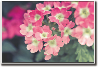 

Pink flowers Fine Art Print(12 inch X 18 inch, Rolled)