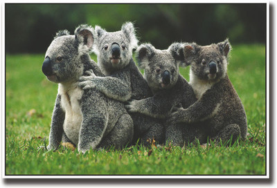 

4 koalas Fine Art Print(12 inch X 18 inch, Rolled)