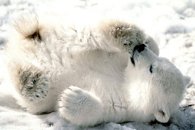 Oshi - Polar Bear Paper Print(12 inch X 18 inch, Stretched)
