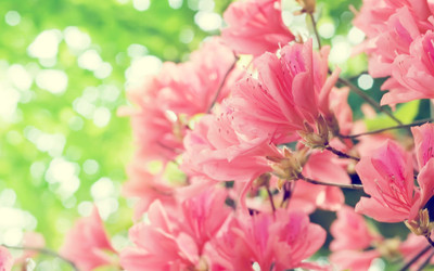 

Posterhouzz Flower Fine Art Print Poster Fine Art Print(12 inch X 18 inch, Rolled)