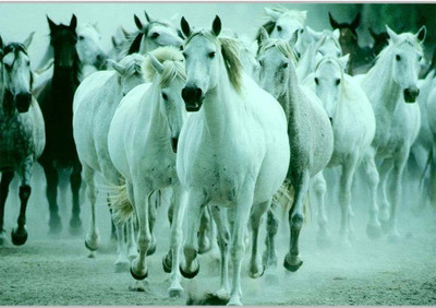 

Posterhouzz White Horses Paper Print(12 inch X 18 inch, Rolled)