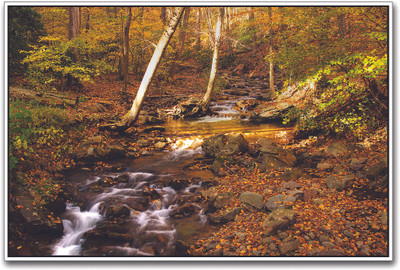 

River Flowing in Forest Amazing Paper Print(12 inch X 18 inch)